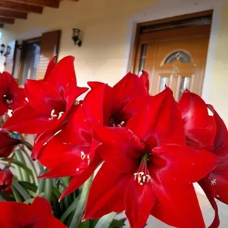 Sara & Mateo Libohove