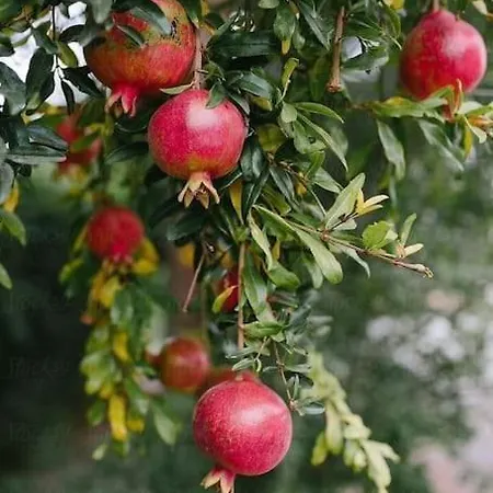 Sara & Mateo * Libohove